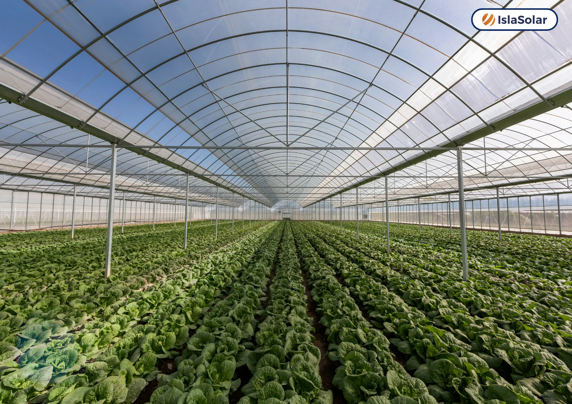 paneles solares en invernaderos